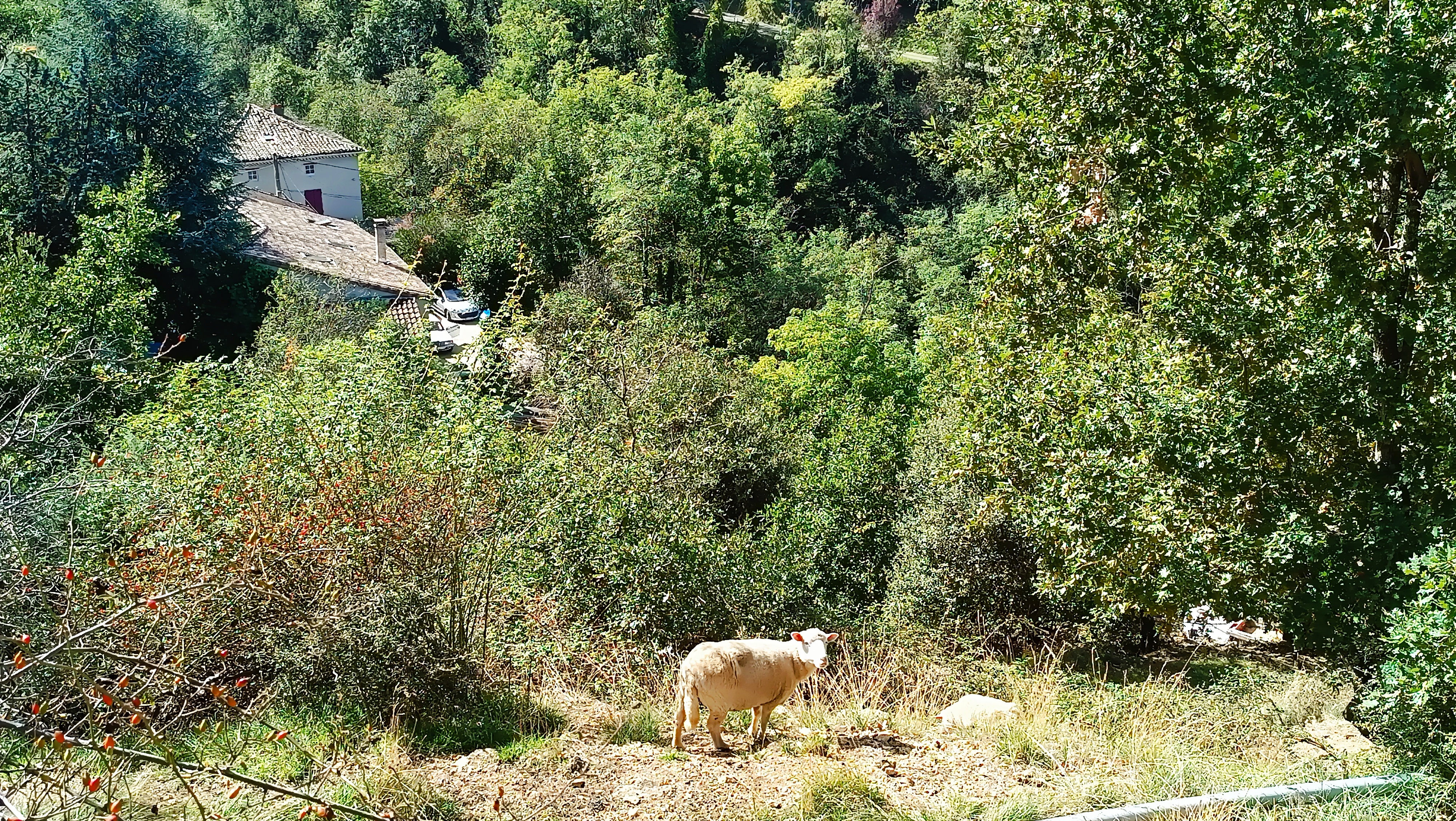 Entretenu par les "tondeuses automatiques"